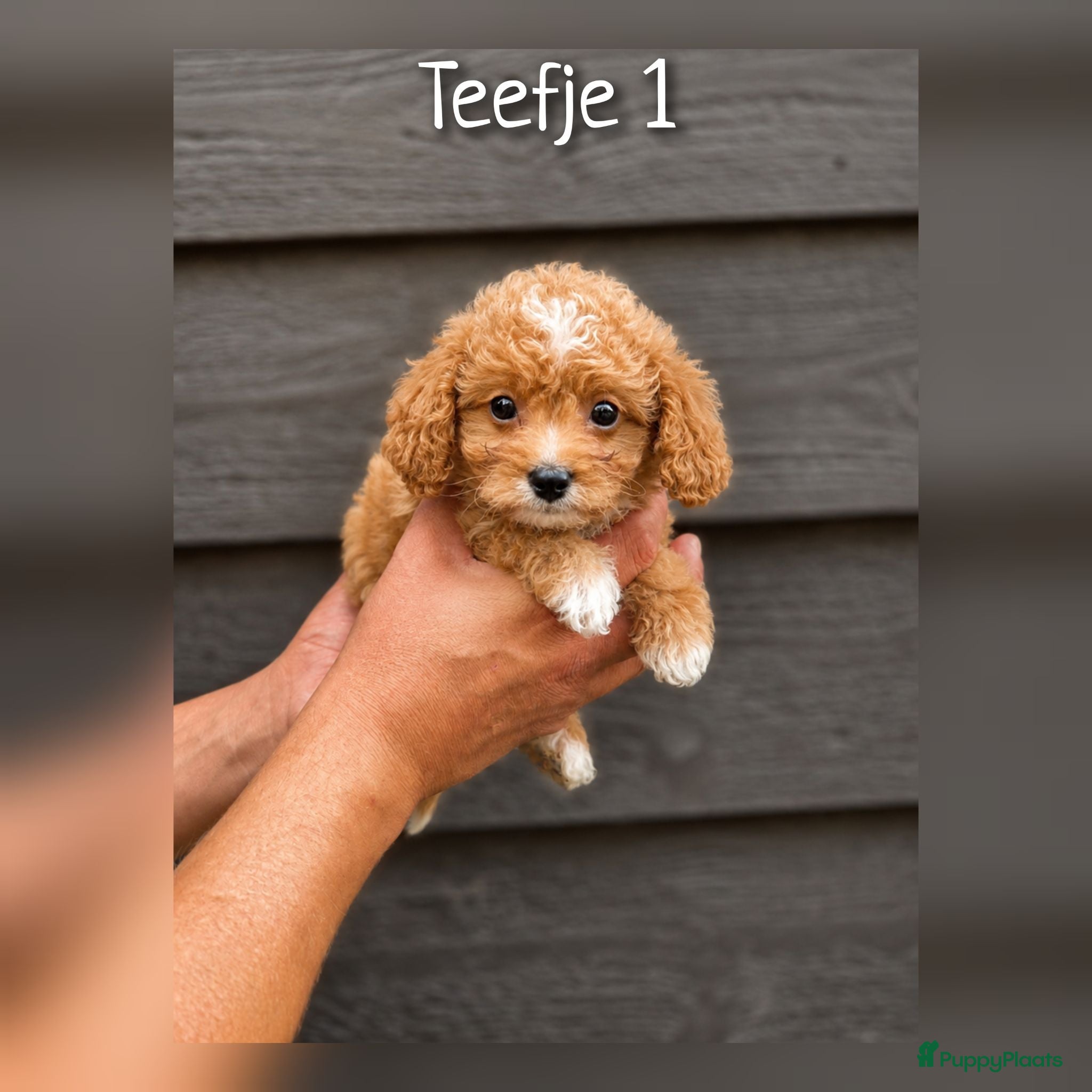 Cavapoo honden Prachtige Cavapoo pups beschikbaar  - Advertentie 1