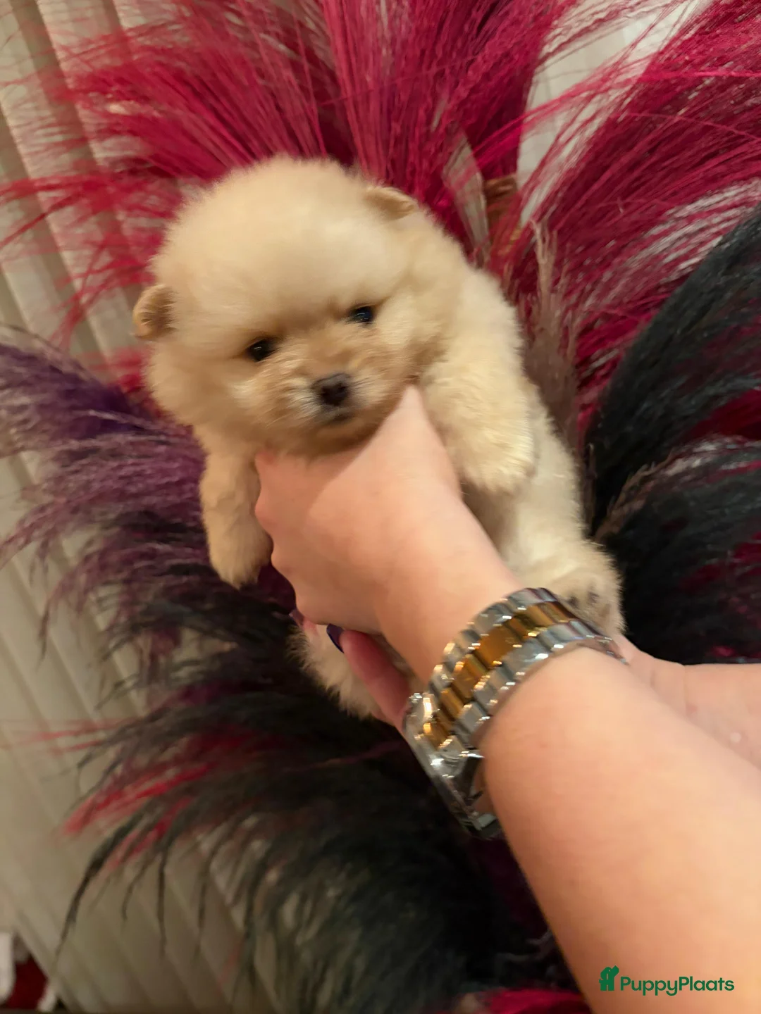 Pomeriaan honden te koop: Pomeriaan teefje ❤️ - Advertentie 6