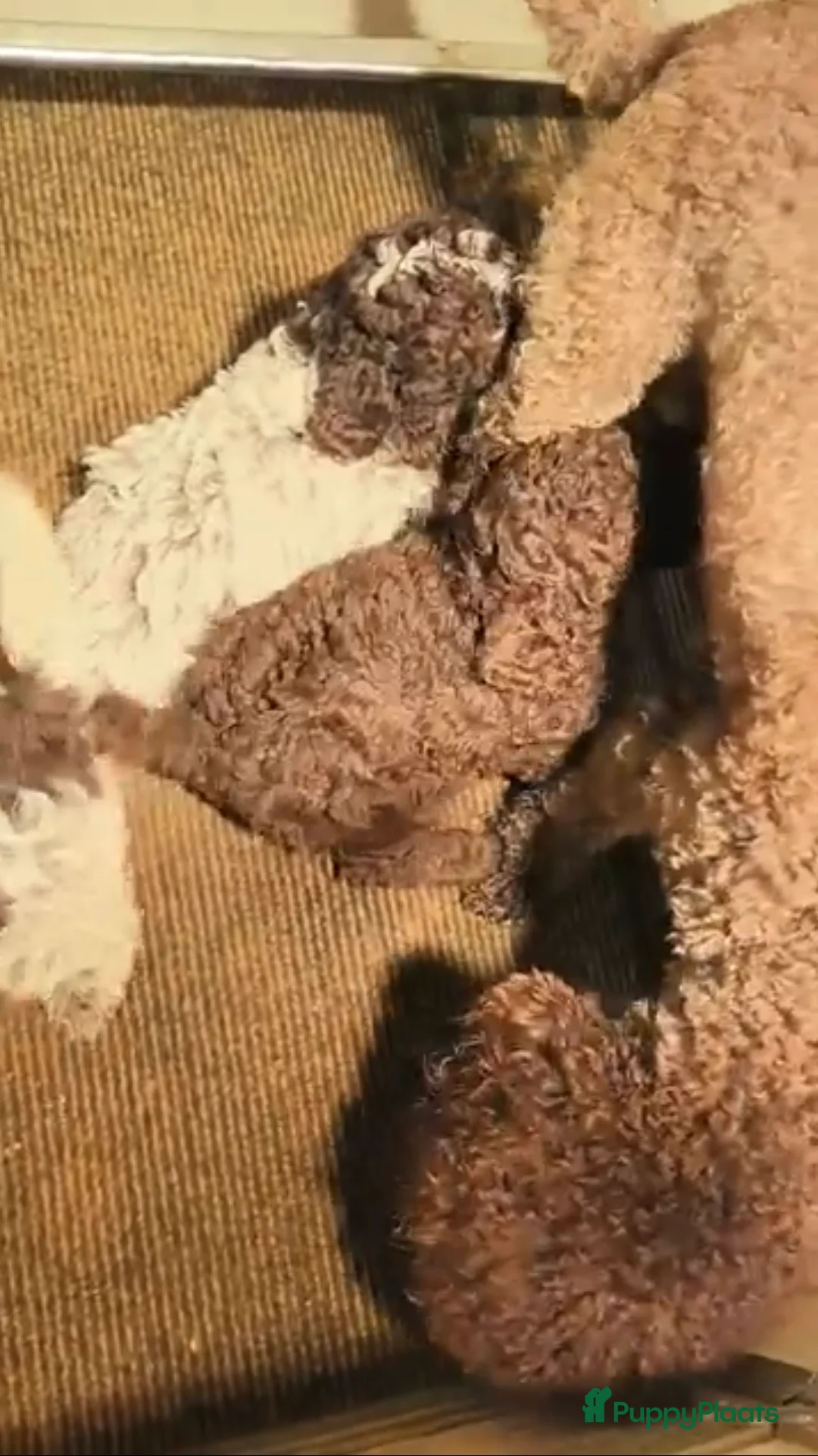 Lagotto Romagnolo honden te koop: Lagotto Romagnolo pups - Advertentie 15