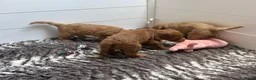 Australian Labradoodle honden te koop: Multigen Australian Labradoodle pups - Advertentie 8