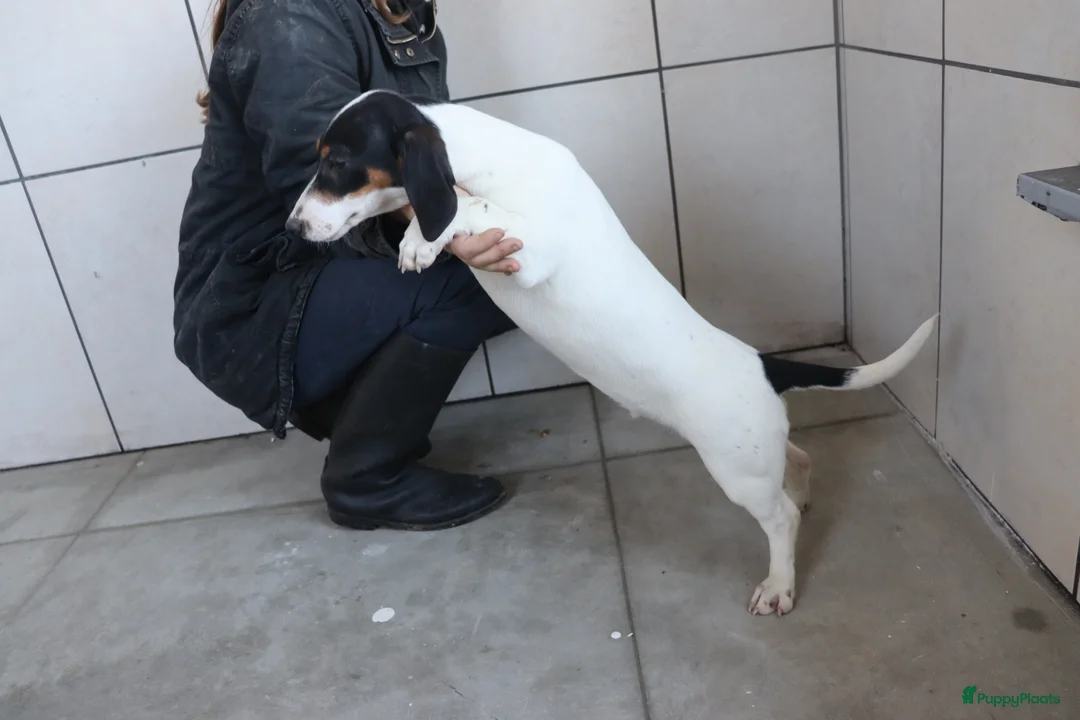 Jack Russel Terriër honden te koop: Zeer lieve en mooie jack russels te koop - Advertentie 20