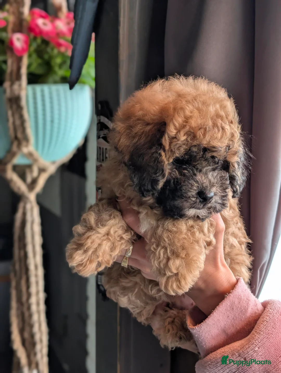 Dwergpoedel honden te koop: Onwijs mooi dwergpoedel pup - Advertentie 1