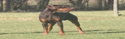 Kruising honden te koop: Pups kruising Dobermann x Rottweiler/Weimaraner in Terwolde - Advertentie 7