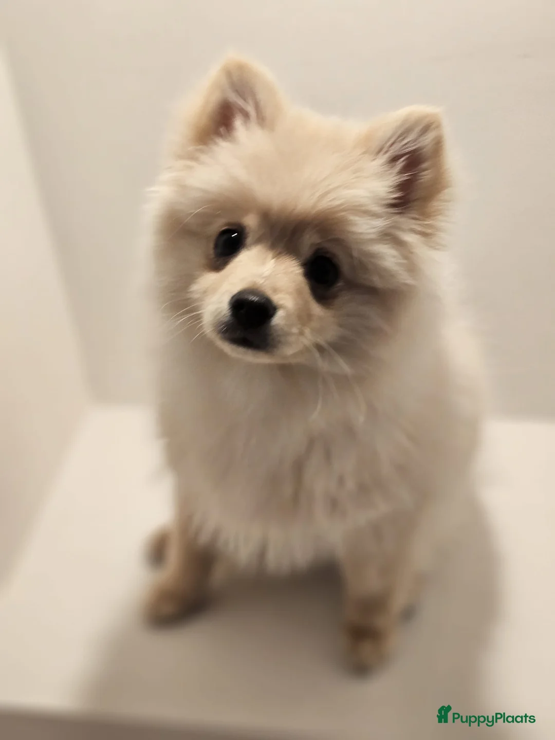 Pomeriaan honden te koop: Pomeriaan pup teefje Creme Sable  - Advertentie 12