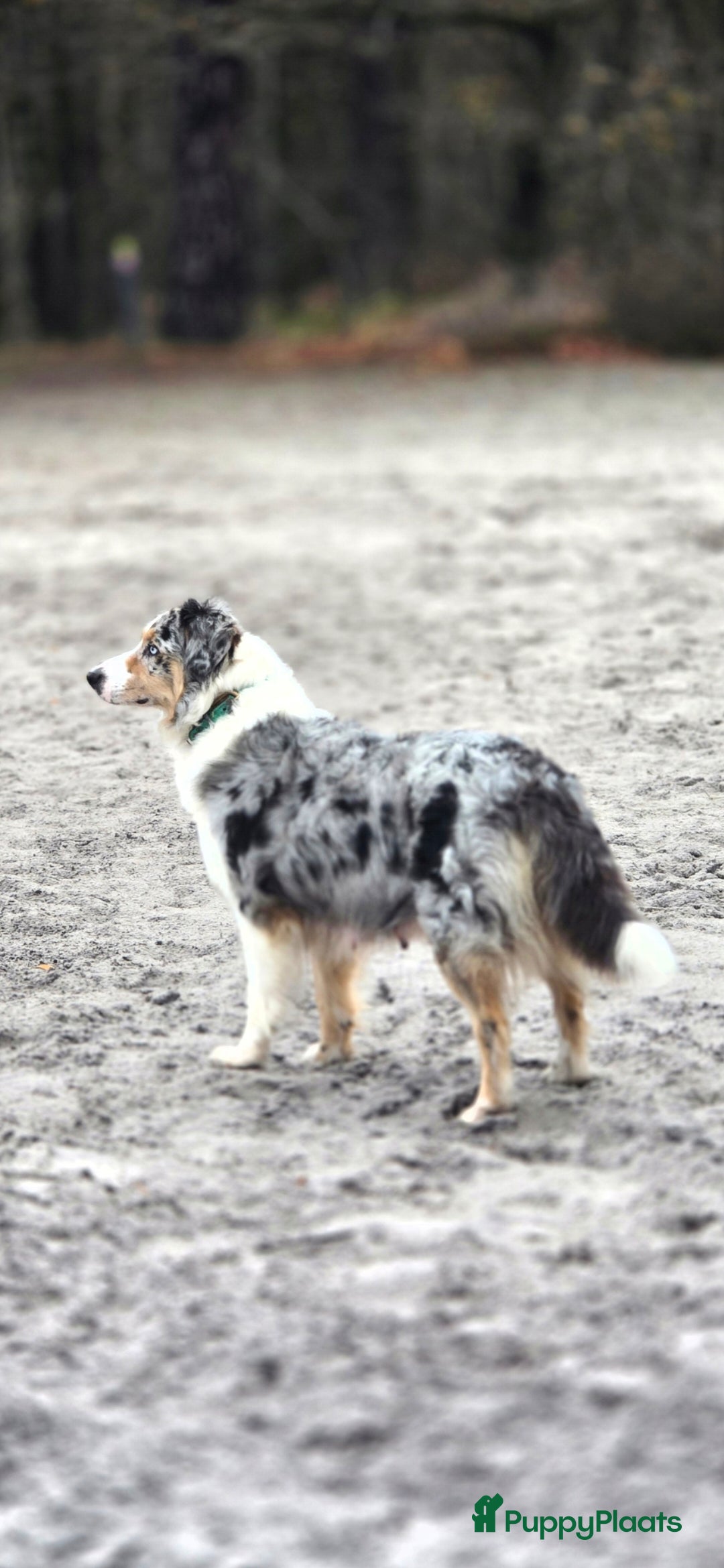 Australian Shepherd honden te koop: Mooie australian sherperd pups. - Advertentie 3