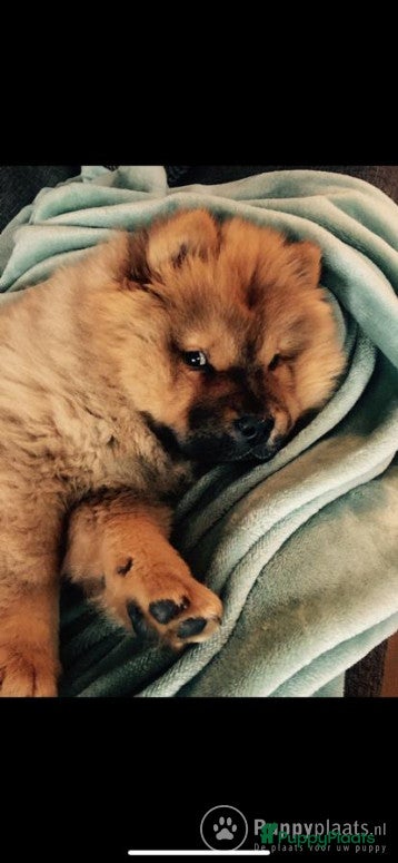 Chow Chow honden Dek reu chowchow opgegroeid in gezinssituatie in Schijndel - Advertentie 24