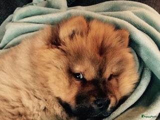 Chow Chow honden in Schijndel - Advertentie 36