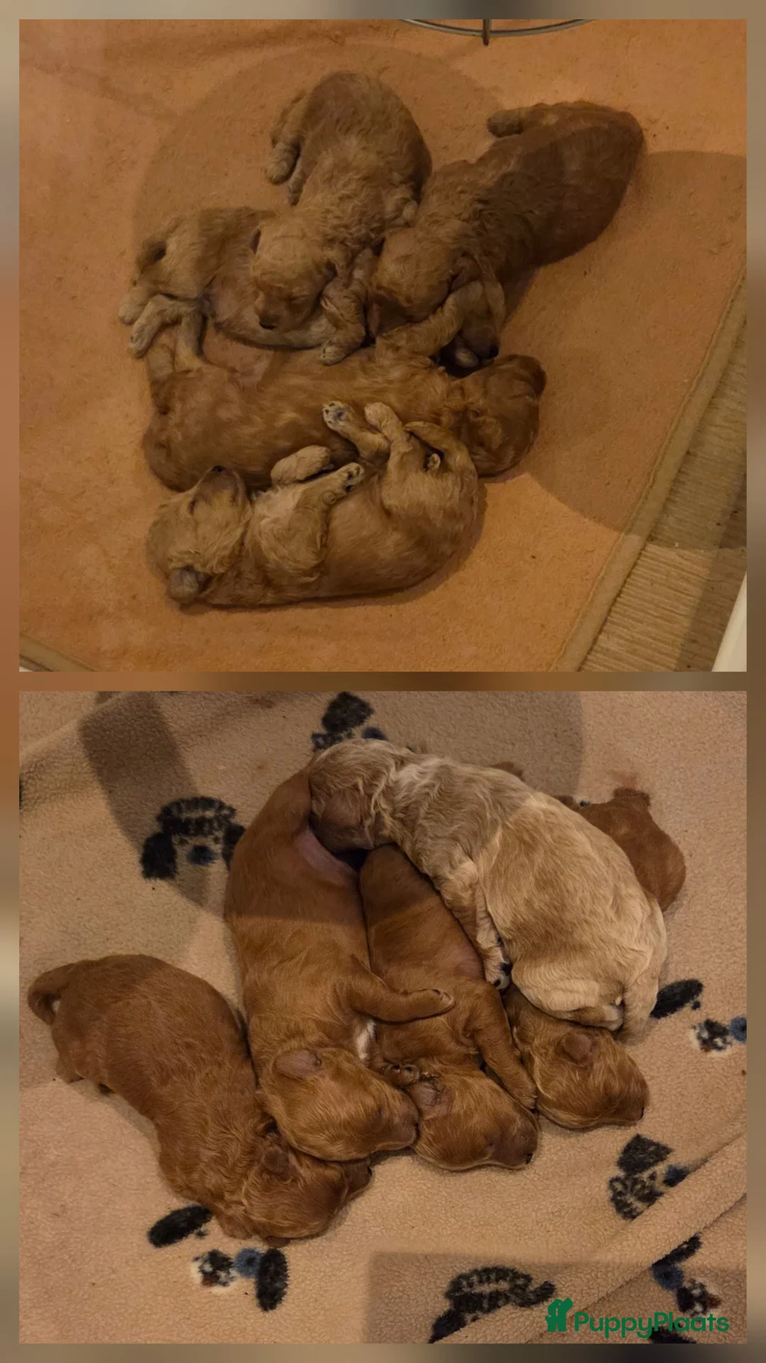 Poedel Toy honden te koop: Toy x dwergpoedel  - Advertentie 9