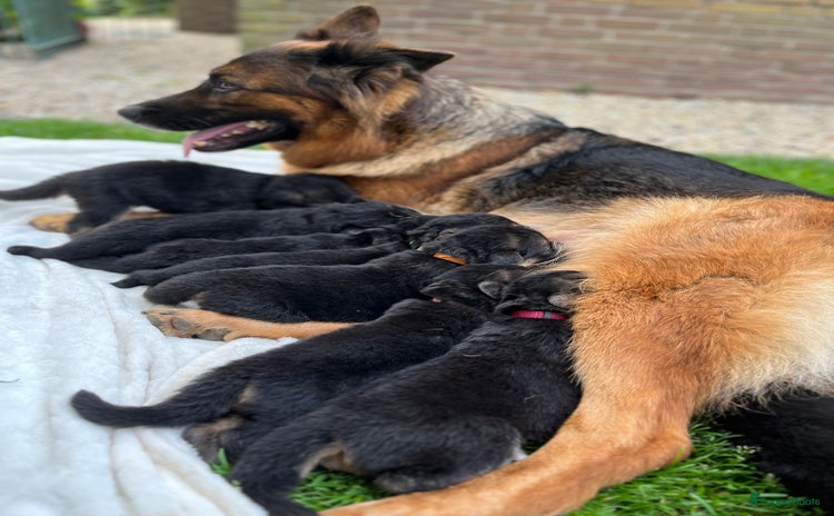 Duitse Herder honden - Advertentie 1
