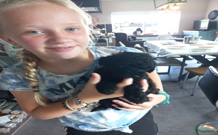Poedel Toy honden - Advertentie 8