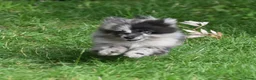 Kruising honden te koop: 6 Prachtige BooPom’s, 4 meiden🎀 2 jongens🧢 - Advertentie 9