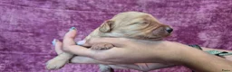 Cockapoo honden te koop: Cockapoo pupjes kleine maat - Advertentie 21