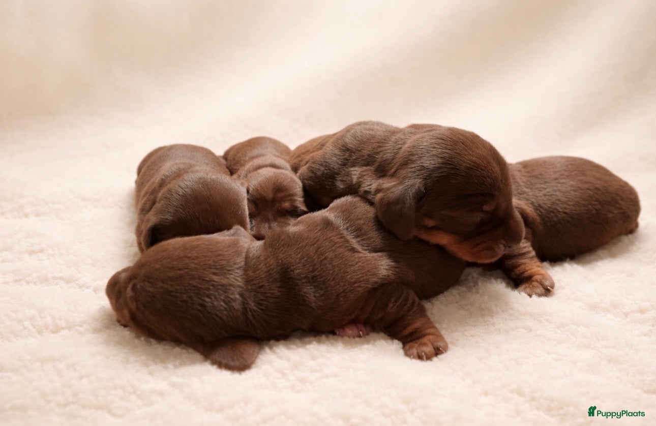 Teckel (korthaar)  honden Dwerg korthaar choco & tan puppies  - Advertentie 4