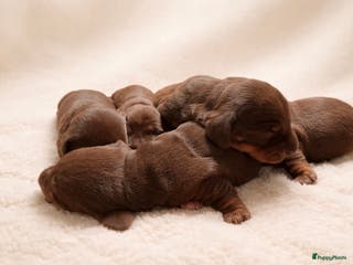 Teckel (korthaar) honden Dwerg korthaar choco & tan puppies - Advertentie 4