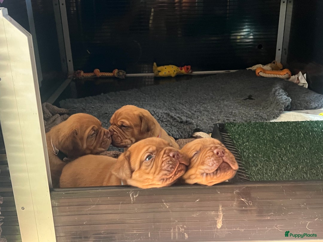 Bordeaux Dog honden te koop: Bordeauxdog puppy’s te koop in Lekkerkerk - Afbeelding 21