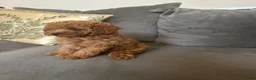 Poedel Toy honden te koop: Toy poedel pupjes klaar voor warme mandje. - Advertentie 4