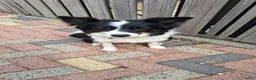 Border Collie honden te koop: Goed thuis gezocht voor Max en Juro - Advertentie 6