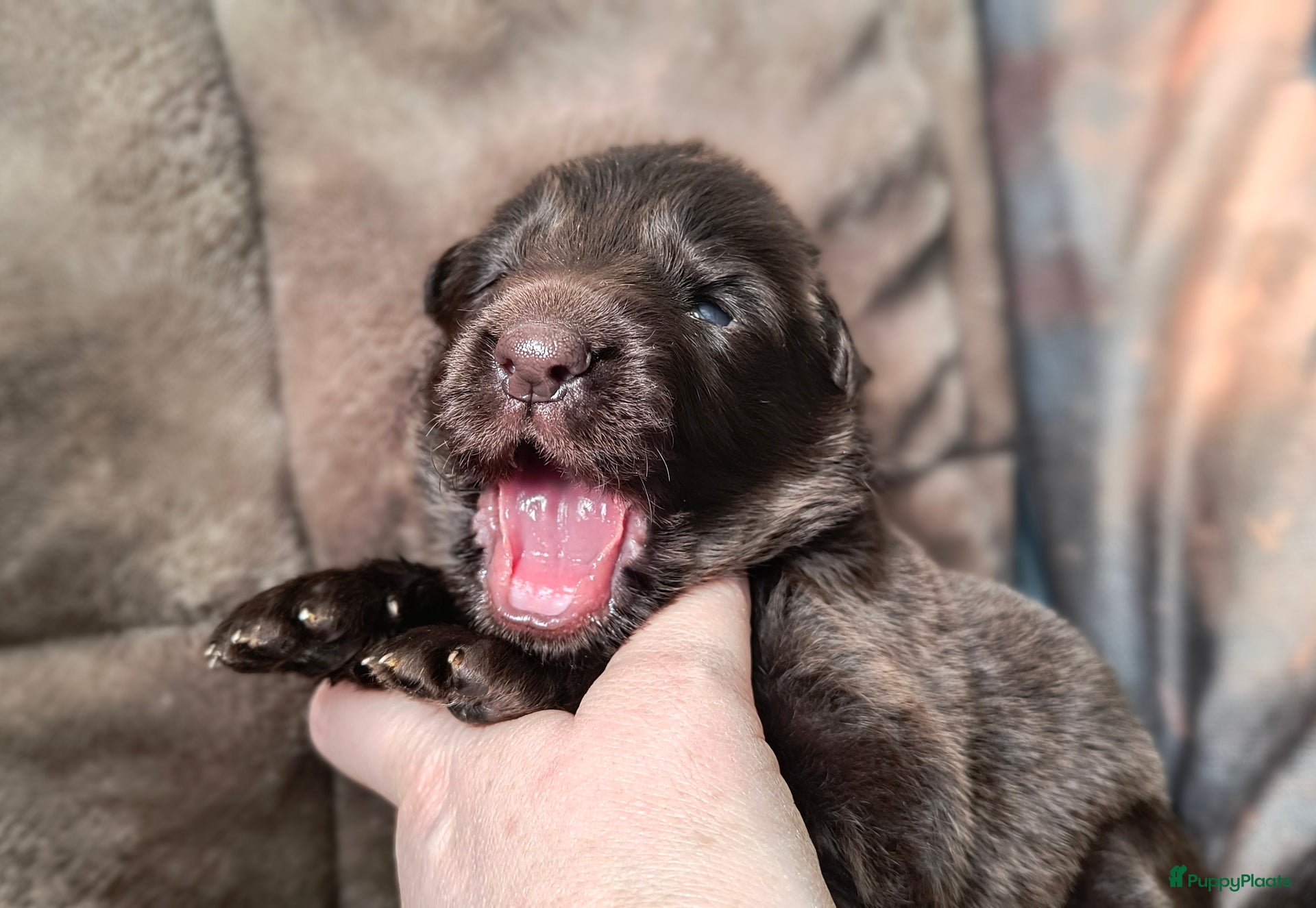 Duitse Herder pups te koop | Puppyplaats