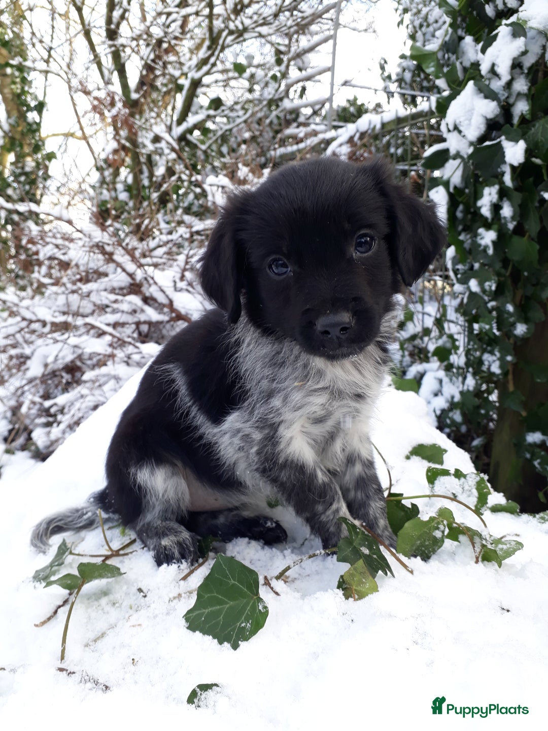 Kruising honden te koop: Prachtige kruising pups - Advertentie 13