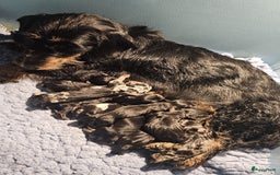 Ruwhaar Teckel honden te koop: Standaard ruwhaar teckel  - Afbeelding 7