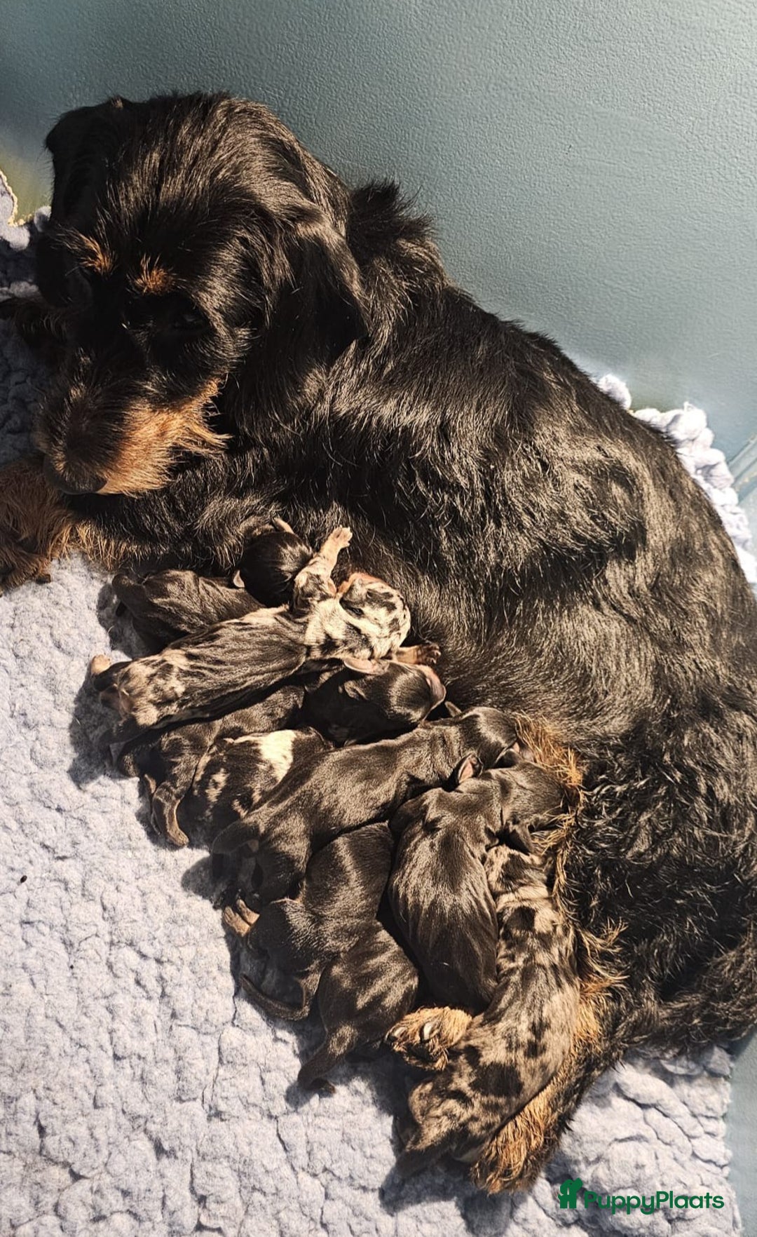 Ruwhaar Teckel honden te koop: Standaard ruwhaar teckel  - Afbeelding 7