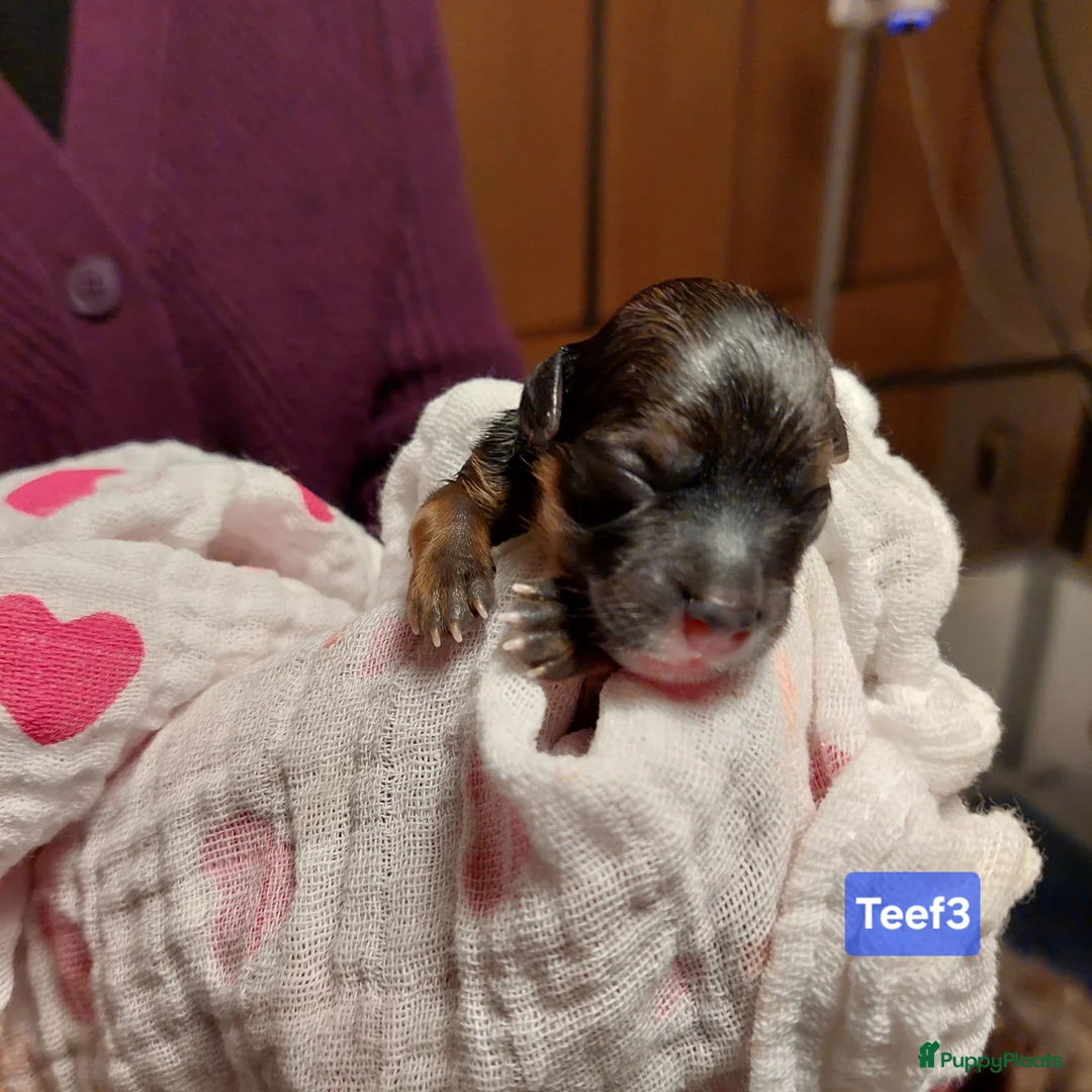 Havanezer honden te koop: Havanezer pups met FCI stamboom - Advertentie 5