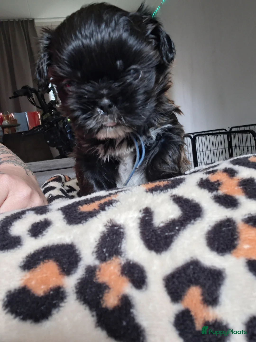 Kruising honden te koop: Shih zou pup - Advertentie 2