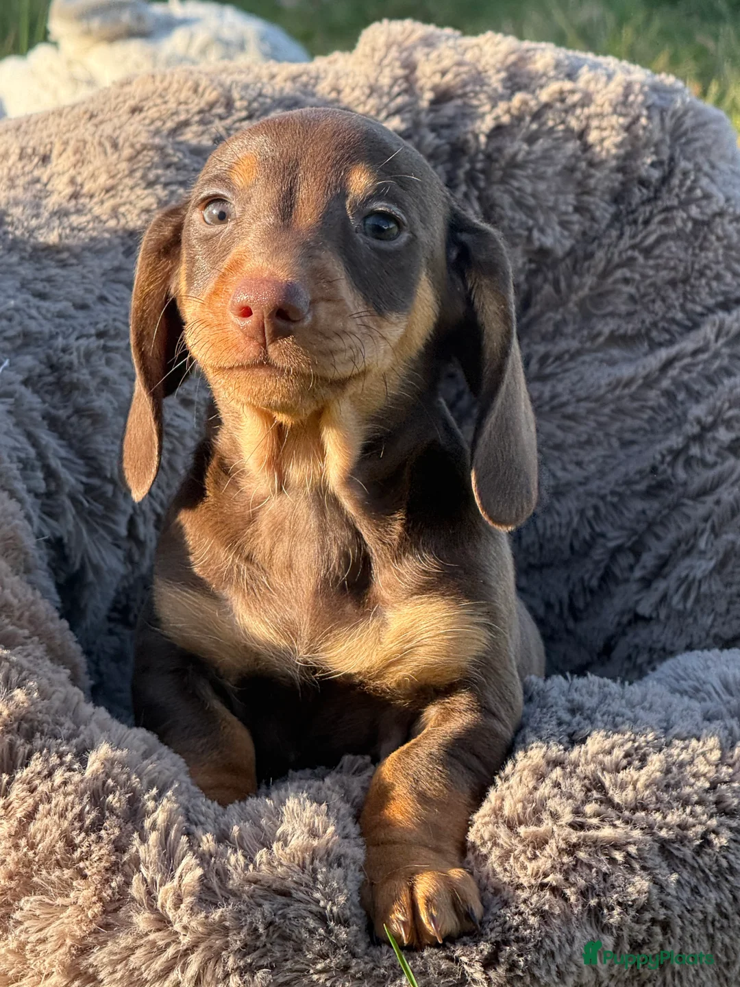 Teckel (korthaar)  honden te koop: Dwergteckel  puppies  - Advertentie 12