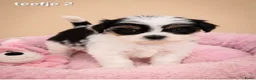 Malshi honden te koop: Kleinblijvende boomer pups.Minimaltezer x shih tzu - Advertentie 5