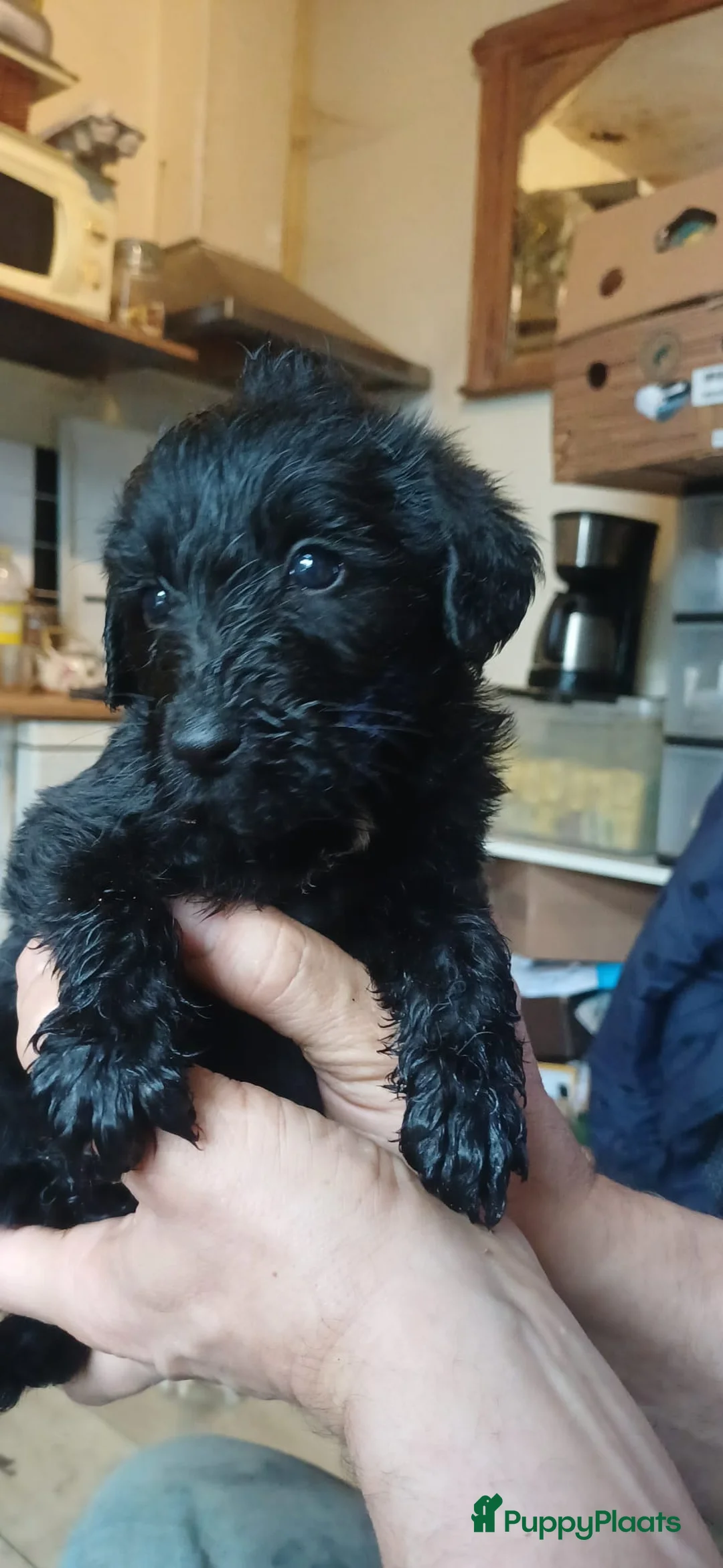 Kruising honden te koop: Een van deze prachtige pups is voor jou bedoeld? - Advertentie 15