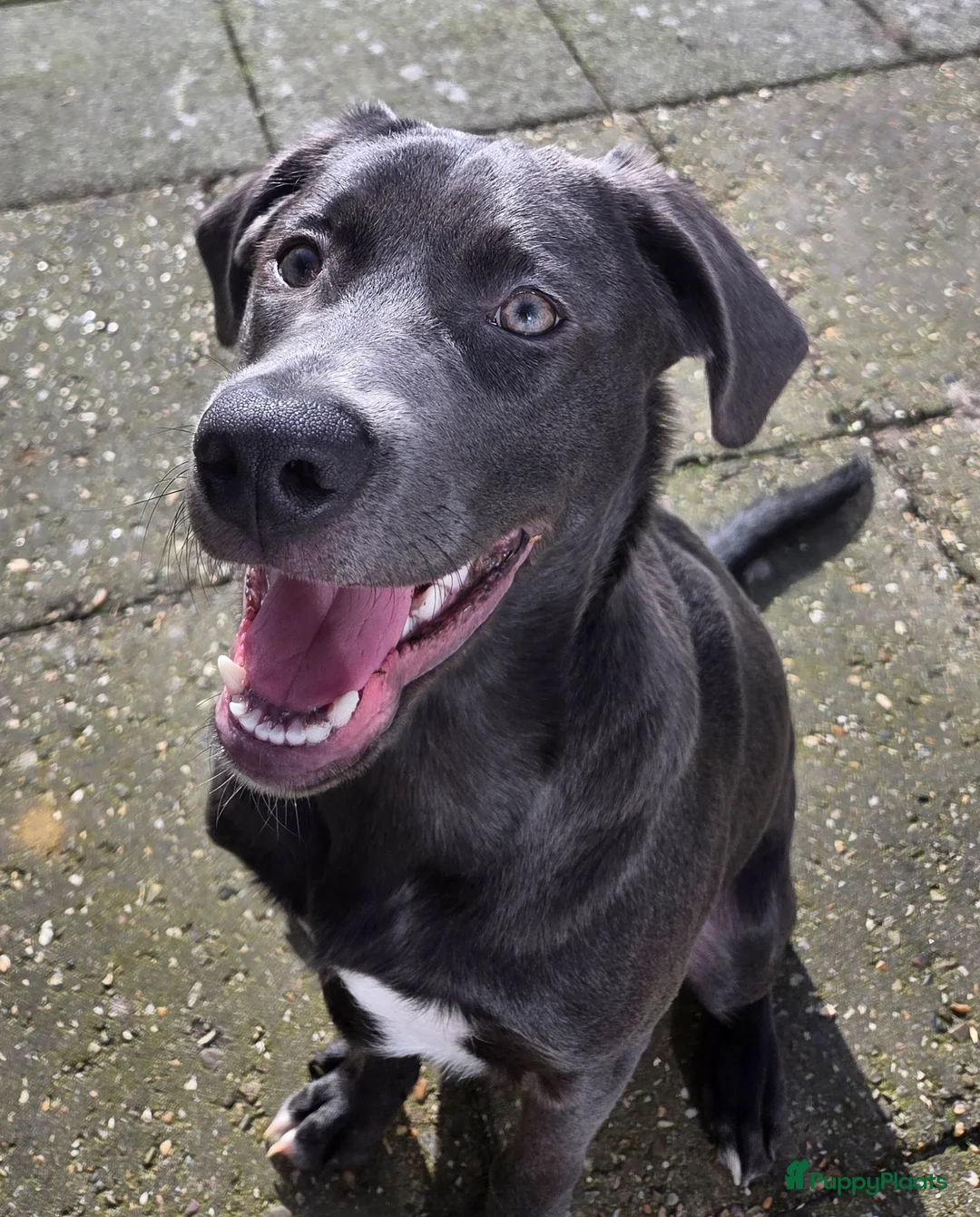 Kruising honden te koop: Onze lieve mack zoekt een gouden mandje. - Advertentie 1