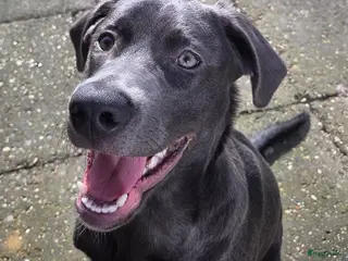 Kruising honden Onze lieve mack zoekt een gouden mandje. - Advertentie 3