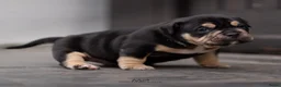 Amerikaanse Bully honden te koop: American Bully pups verwacht (GETEST)  - Advertentie 15