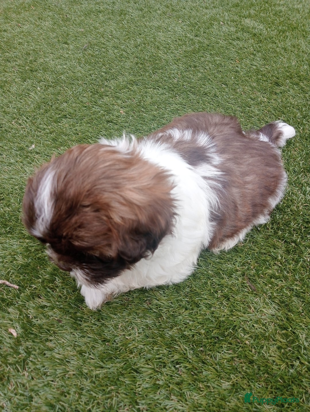 Shih Tzu honden te koop: Raszuivere Shih tzu pups nog 1 teefje en 1 reutje  - Afbeelding 6