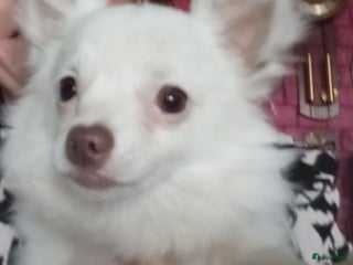 Chihuahua honden - Advertentie 12