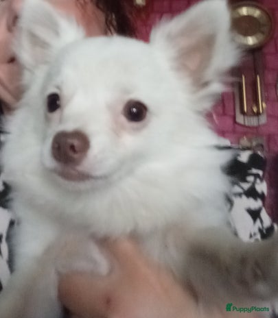 Chihuahua honden Mooi wit reutje !!! - Advertentie 9