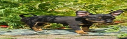 Praagse Rattler honden te koop: Praagse rattler Raszuivere puppy's  - Advertentie 1