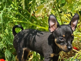 Praagse Rattler honden Praagse rattler Raszuivere puppy's - Advertentie 2