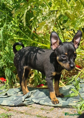 Praagse Rattler honden Praagse rattler Raszuivere puppy's - Advertentie 2