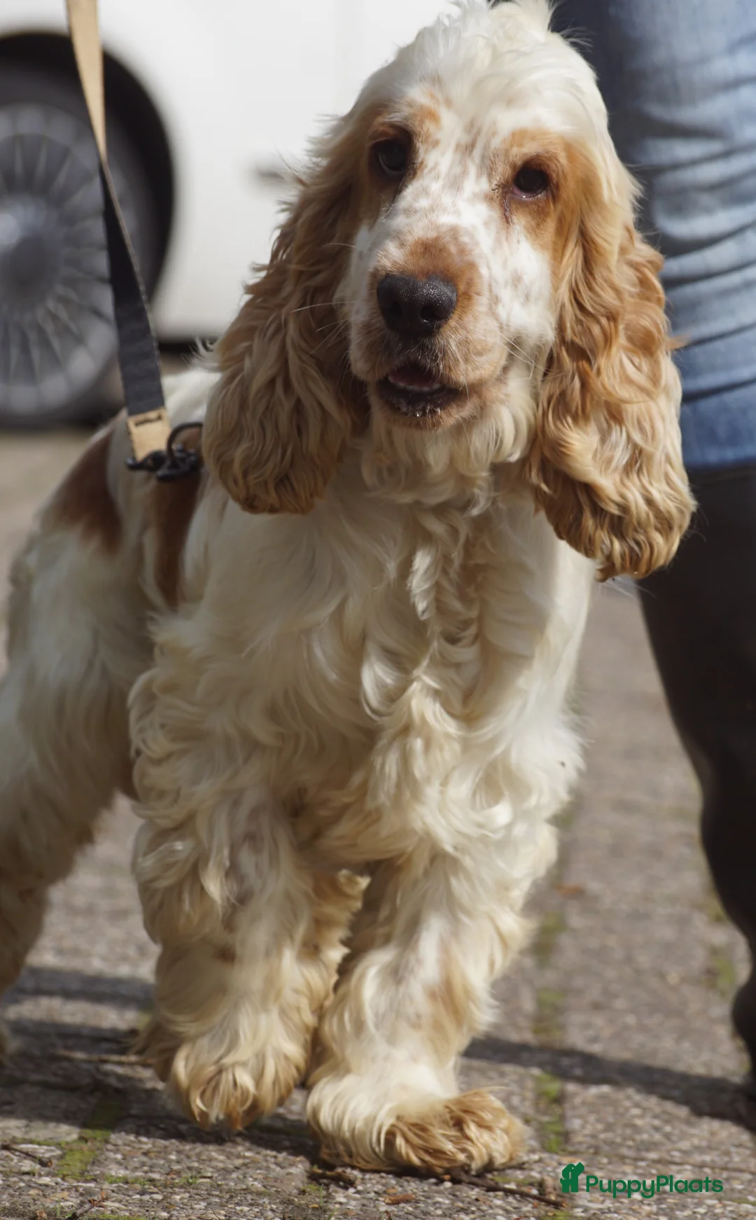 Engelse Cocker Spaniel honden te koop: Engelse Cockerspaniel pups met Stamboom. - Advertentie 21