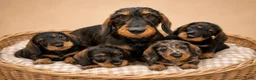 Ruwhaar Teckel honden te koop: Super mooie dwergteckel (tekkel) pups - Advertentie 1