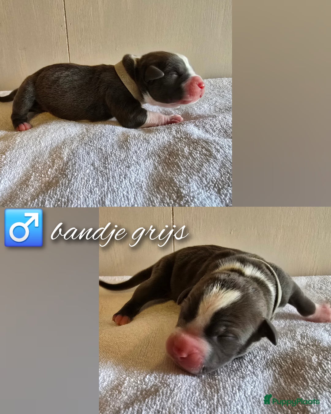 Amerikaanse Bully honden te koop: American Bully XL pups ABKC stamboom - Advertentie 16