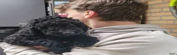 Australian Labradoodle honden te koop: Aust. Labradoodle – sociaal&hypoallergeen - Advertentie 14