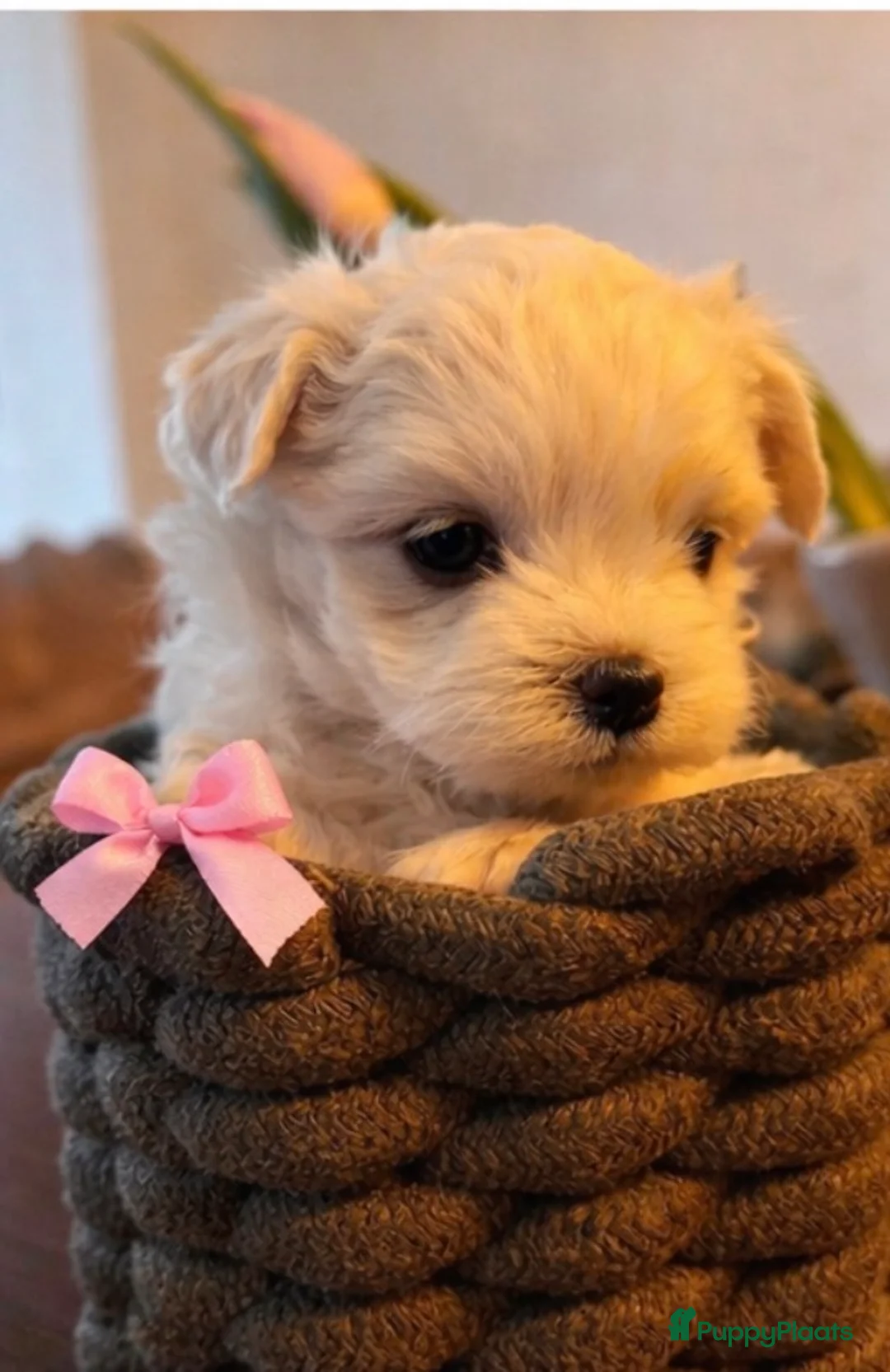 Maltezer honden te koop: Mini malzeter  - Advertentie 2