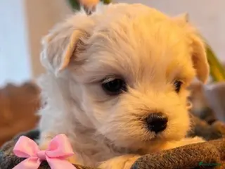 Maltezer honden Mini malzeter - Advertentie 3