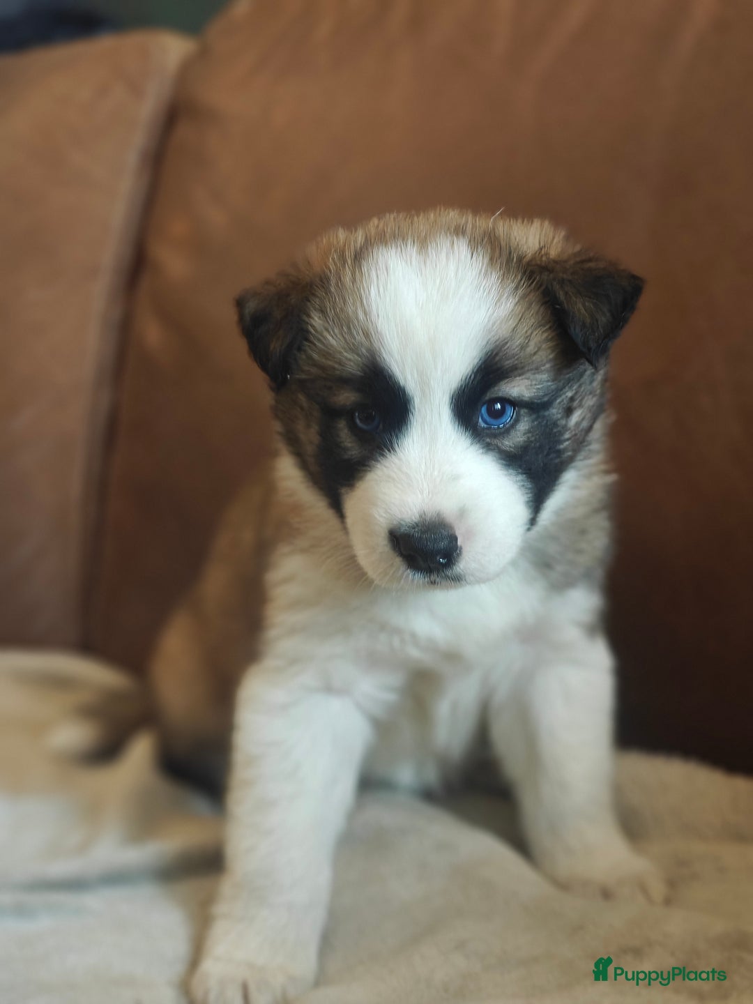 Kruising honden te koop: Borsky pup, Husky x Border Collie - Afbeelding 11
