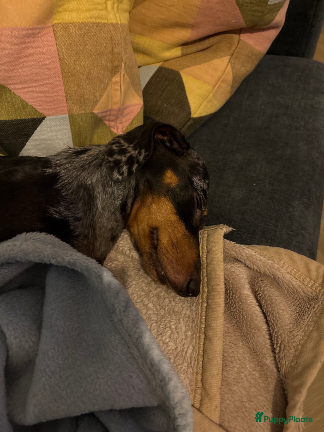 Galerij afbeelding {{count}}