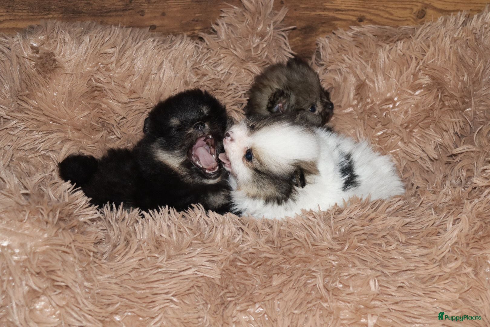 Pomeriaan honden Mooie pomeranian/dwergkees puos uit geteste lijnen - Advertentie 2