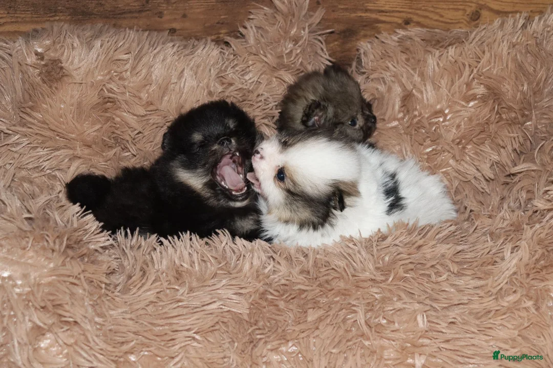 Pomeriaan honden te koop: Mooie pomeranian/dwergkees puos uit geteste lijnen - Advertentie 1