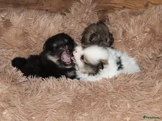 Pomeriaan honden Mooie pomeranian/dwergkees puos uit geteste lijnen - Advertentie 2